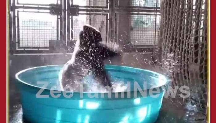 Funny Viral Video: Gorilla Dances in Bathtub,  Netizens Enjoy