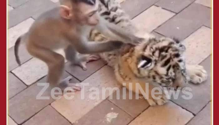 Cutest Video Ever: Baby Monkey Plays with Tiger Cub, Netizens Love it 