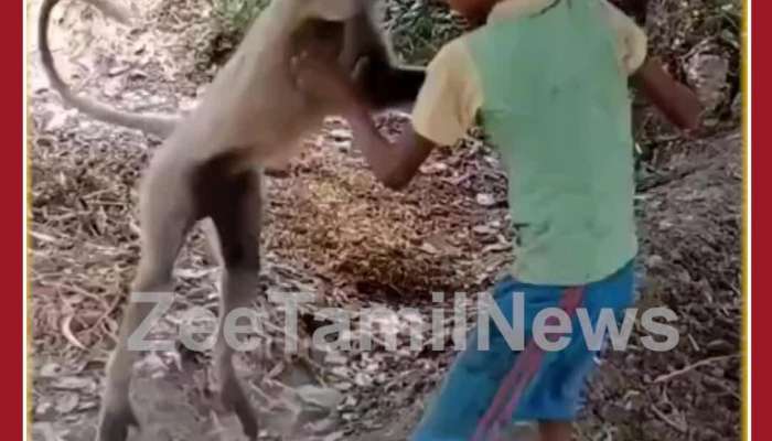 Monkey Viral Video: Child and Monkey Scary Fight, See Who Wins 