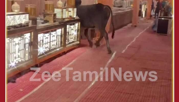 Viral Wedding Video: Angry Bull Comes To Wedding, See What Happens Next