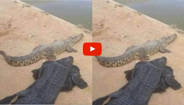 Alligator Video: வேஷம் போட்டாலும் முதலையை போல காதல் செய்ய முடியுமா? வீடியோ வைரல் title=