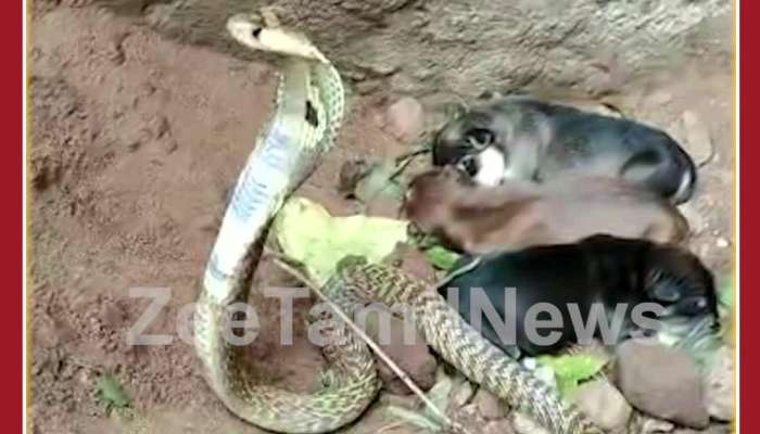 Cobra protected three puppies in Cuddalore viral video