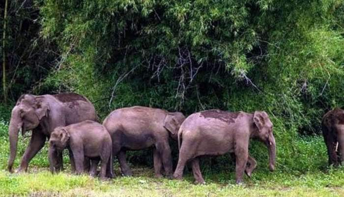 ரோஜா செடிகள் நாசம்; காட்டு யானைகளால் கவலையில் விவசாயிகள்