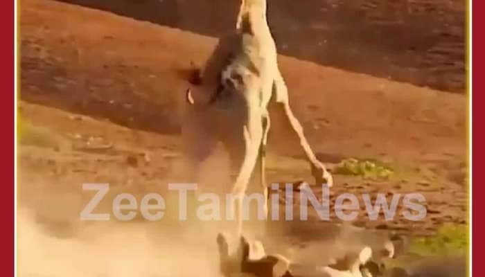 Wild Animal Viral Video: Giraffe Beats Lioness, Amazing Fight 