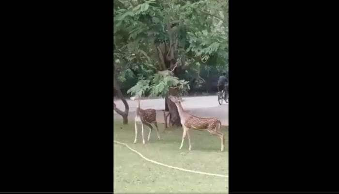 நண்பேண்டா... மானுக்கு ‘கிளை’ கொடுத்த குரங்கு... இணையவாசிகள் மனம் கவர்ந்த வீடியோ!