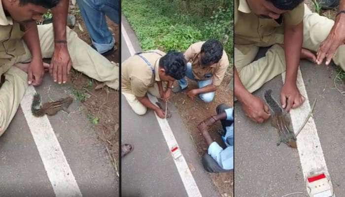 Viral News: அணிலுக்கு CPR சிகிச்சை அளித்து மறு உயிர் கொடுத்த மின்வாரிய ஊழியர்கள்! title=