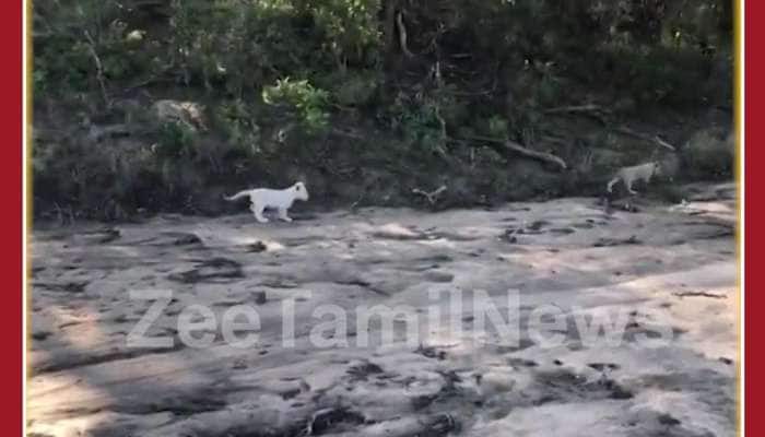 viral video of White Lion cub running with its mother 