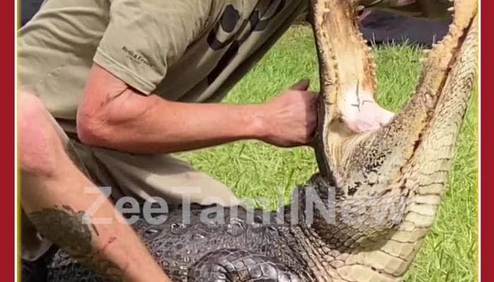 Scary Viral Video: Man Puts his Hands in Crocodile's Mouth See What Happens Next 