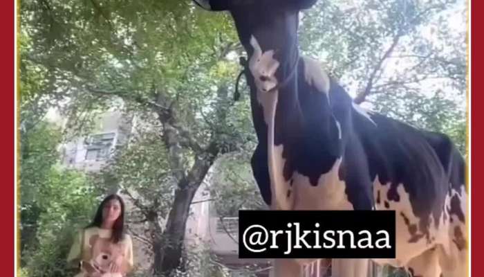 Funny Viral Video: Cow Chases Girl Making Reel, Netizens React