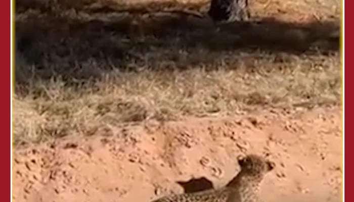 Viral Video of Leopard hunting Deer in forest
