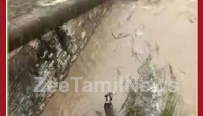 Amazing Viral Video: Man saves Dog from Drowning, Netizens Praises him