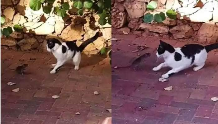 Viral  Video: மிரட்டும் எலி... அஞ்சி நடுங்கும் பூனை... இது தான் ரியல் Tom &amp; Jerry!