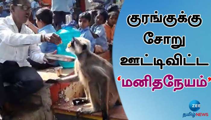 Emotional Viral Video: Headmaster Feeds Monkey in School, Netizens React