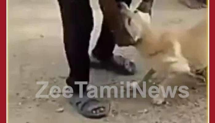 Shocking Viral Video: Man Beats Dog, Cow take revenge