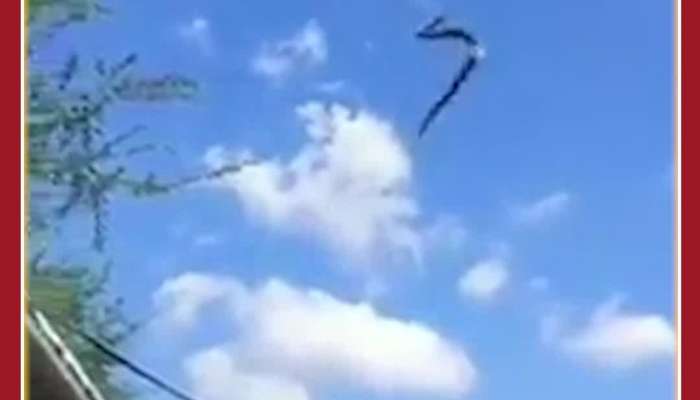 Rare Viral Video: Snake stuck in Spider Web, See What Happens Next