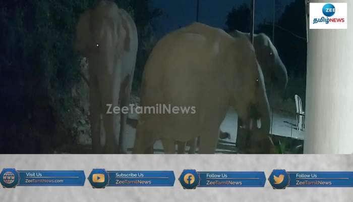 Elephants eats Temple freebie things near Coimbatore
