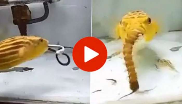Viral Video: மீனா இல்லை ராட்சஸனா... பாம்பு, கருந்தேள், பூரான்களை கபளீகரம் செய்யும் மீன்!