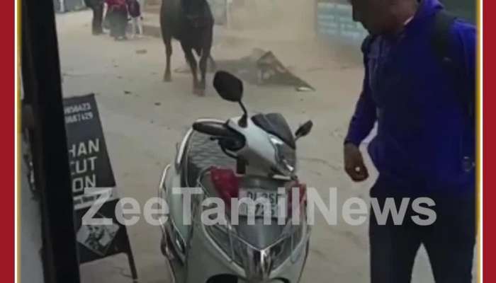 Scary Bull Video: Bull Climbs on Roof and Jumps on Road