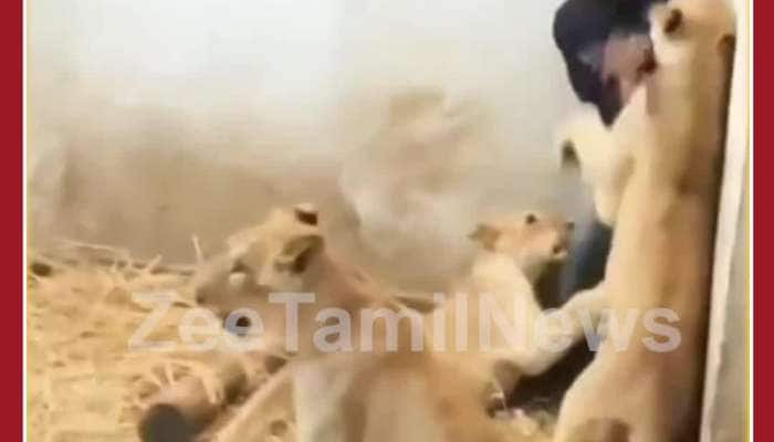 Scary Lion Attack Video: Man enters Lioness Cage, See What Happens Next 