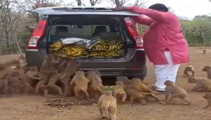 குரங்குகளுக்கு விருந்து வைத்த நபர்: பாராட்டும் நெட்டிசன்கள், வைரல் வீடியோ