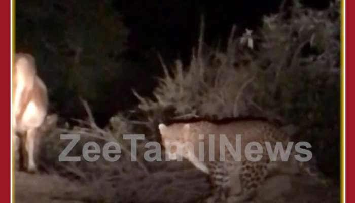Unbelievable Viral Video: Cow Surprise Escape from Leopard