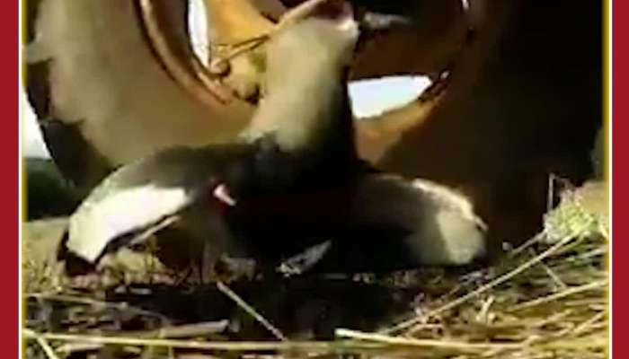 Amazing Viral Video: Mother Bird Protects Eggs from Tractor