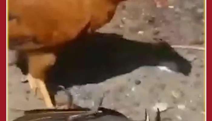 Birds Fight Video: Angry Hen Attacks Crow 