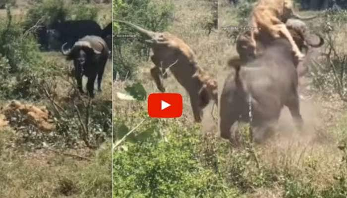 Wild Buffalo Hunt: காட்டுப்பூனையை தூக்கி பந்தாடிய காட்டெருமை வீடியோ வைரல்