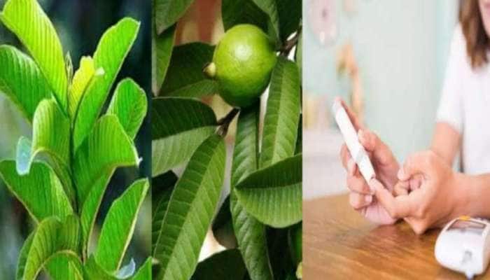 guava News in Tamil, Latest guava news, photos, videos | Zee News Tamil
