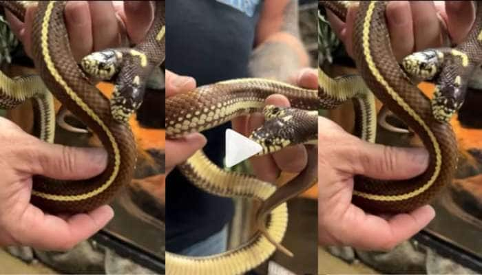 Two Head Cobra: இரட்டைத் தலை பாம்பைப் பார்த்தால் என்னவாகும்? வீடியோ வைரலாகும்