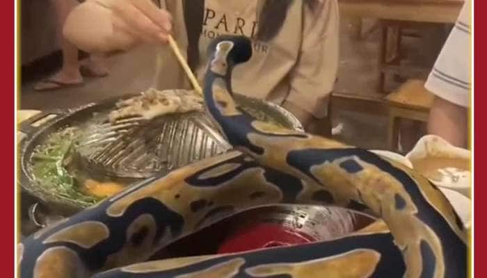 Python Viral Video: Girls On Dinner Date with Python, See What Happens Next