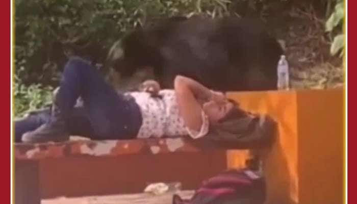 Funny Viral Video: Bear Comes Near Sleeping Girl, See What Happens Next