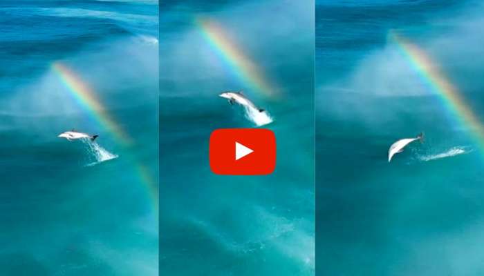 Dolphin Viral Video: வானவில்லைத் தொடும் டால்பினின் ஹை ஜம்பிங் வீடியோ வைரல் title=
