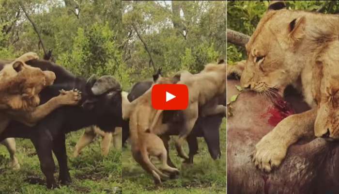 Lion Hunt Video: சிங்கங்களின் இரையாக மாறிய காட்டெருமை வீடியோ வைரல் title=