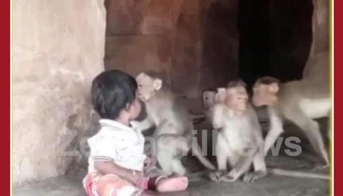 Cute Monkey Baby Video: Monkeys Plays with Baby, Melts Internet 