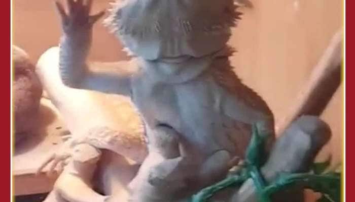 Cute Viral Video: Lizard Waving Like Monkey, Netizens Amused