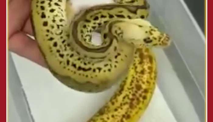 Unbelievable Viral Video: Snake or Banana, Netizens Confused