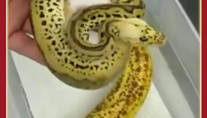 Unbelievable Viral Video: Snake or Banana, Netizens Confused