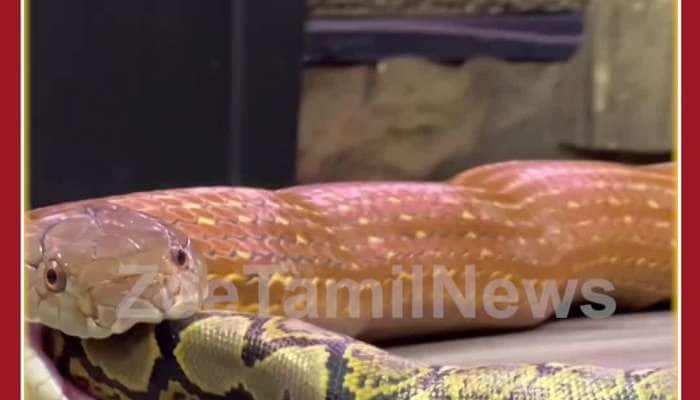 Rare Viral Video: Cobra Eating Snake, Netizens Stunned 