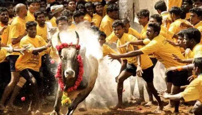 Jallikattu 2023: ஜல்லிக்கட்டுக்கு தயாராகும் காளைகள், காத்திருக்கும் தமிழ்நாடு