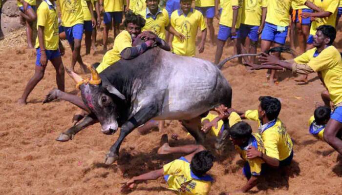 Jallikattu 2023: அவனியாபுரத்தில் தகுதி நீக்கம் செய்யப்படும் காளைகள்... அரசு விதித்த கட்டுப்பாடுகள் என்ன? title=