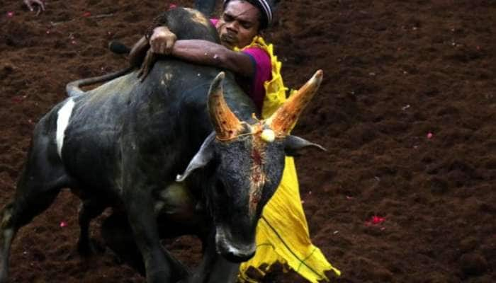 ஜல்லிக்கட்டில் சீறிப்பாய்ந்து வந்த காளைகள்; லேட்டஸ்ட் கிளிக்ஸ்