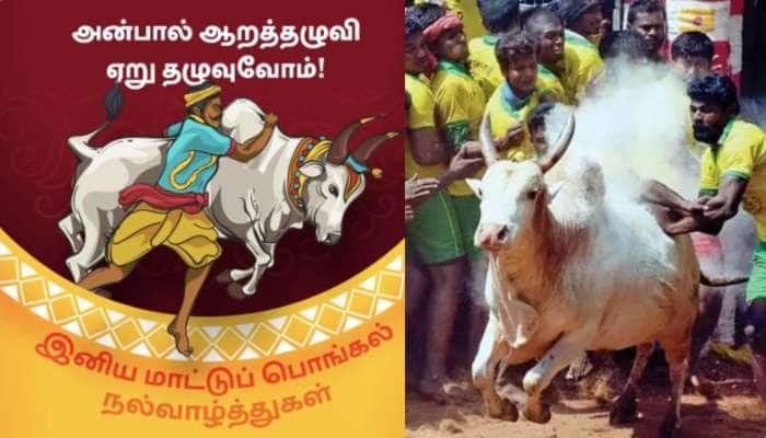 Mattu Pongal 2023: மாட்டுப் பொங்கல் கொண்டாட்டங்கள் களை கட்டின! ஜல்லிக்கட்டு