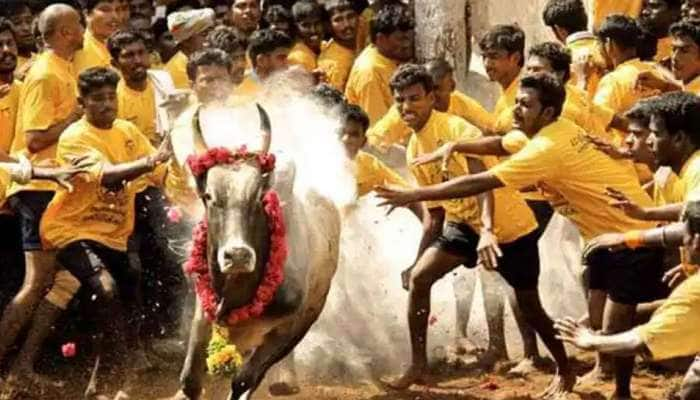 Jallikattu 2023: அனுமதி இன்றி நடைபெற்ற ஜல்லிக்கட்டு: 58 பேர் படுகாயம்