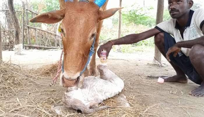 நான்கு கால்களும் இல்லாமல் பிறந்த கன்றுக்குட்டி; அதிர்ச்சியடைந்த மக்கள்!