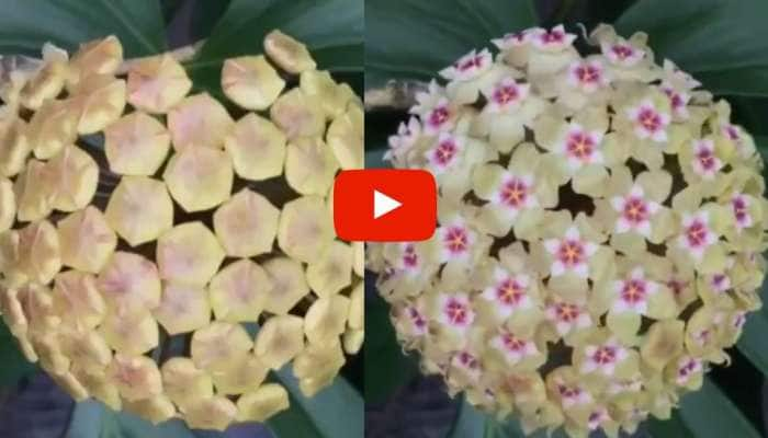 Flowering Buds: பூக்கள் பூக்கும் தருணத்தை பார்த்ததில்லையா? இதோ அதிசய அற்புத வீடியோ