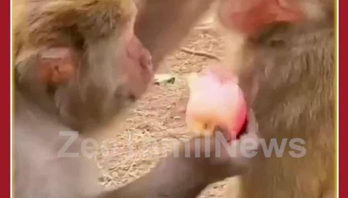 Funny Monkey Video: Monkey Eats Apple, Teases Friend