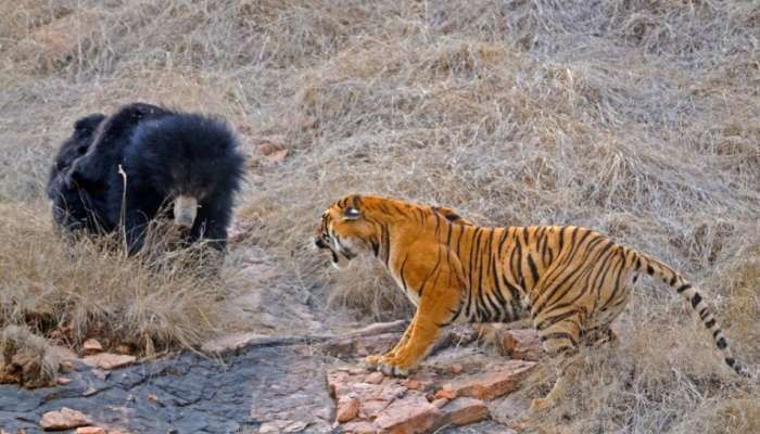 இதுவரை நீங்கள் கண்டிராத விலங்குகளின் அரிய புகைப்படங்கள்