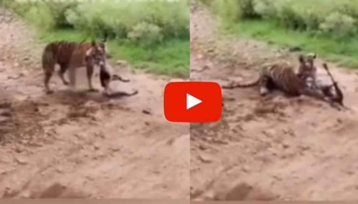 Tiger Video: சுருண்டு கிடக்கும் புலியை சீண்டினால் என்னவாகும்! வைரலாகும் புலிவேட்டை வீடியோ title=