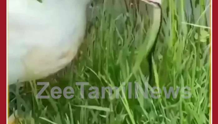 Duck Eats Snake Like Noodles, Netizens Stunned